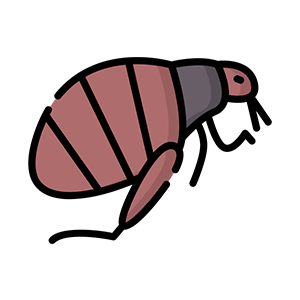 Bird Flea