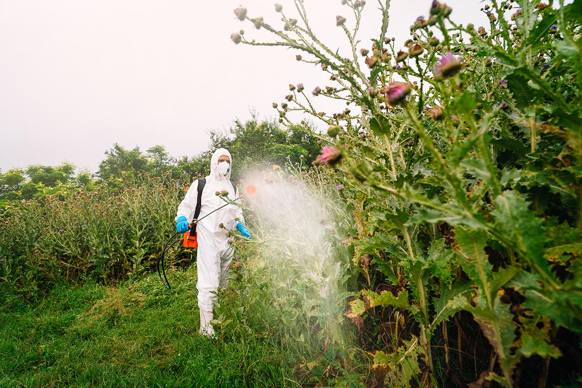 Weed Spraying